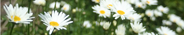 Pretty Daisies