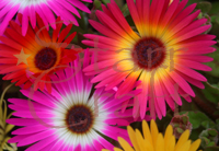 Bright Daisies