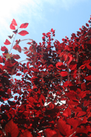 Copper Beech