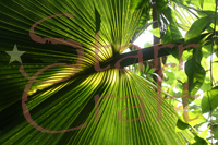 Green Tropical Leaf