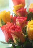 Roses