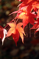 Sunlight Through Autumn Leaves