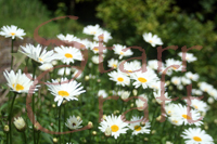 White Daisies