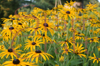 Yellow Flowers